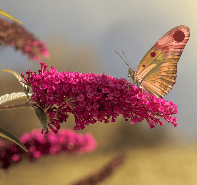 mariposa